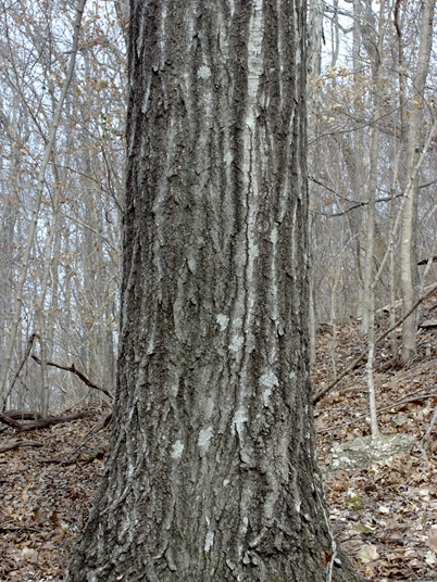 {Quercus rubra}